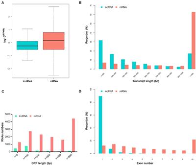 Comprehensive Identification and Characterization of Long Non-coding RNAs Associated With Rice Black-Streaked Dwarf Virus Infection in Laodelphax striatellus (Fallén) Midgut